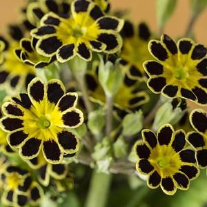 Primula Gold-Laced Group, Primrose Gold-Laced Group, Polyanthus Gold-Laced Group, Primula elatior 'Gold Lace', Primula elatior 'Victorian Gold Lace Black', Primula 'Gold Lace', Black Primrose, Shade plants, shade perennial, plants for shade, plants for wet soils, spring flowers